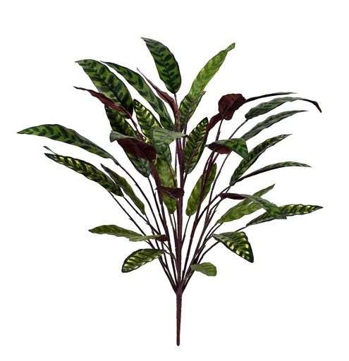 [JVE0045] Calathea Insignis 75 cm FR