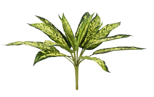 [JVE0046] Aglaonema 38 cm FR