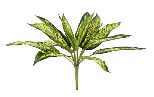 [JVE0046] Calathea Insignis 38 cm FR (copy)