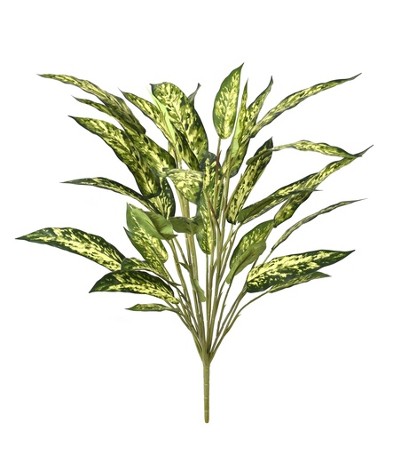 [JVE0047] Aglaonema 38 cm FR (copy)