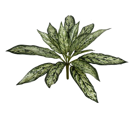 [JVE0048] Aglaonema 38 cm FR (copy)