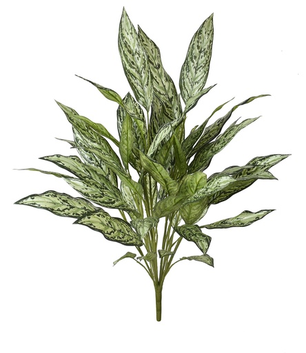 [JVE0049] Aglaonema XL 75 cm FR (copy)