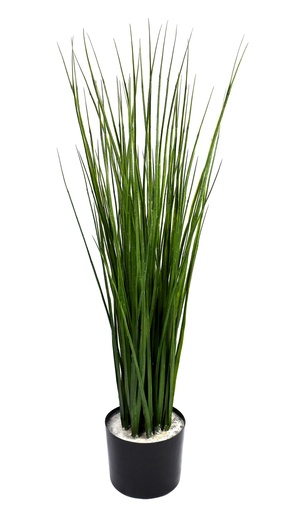 [JVE0057] Cane grass 90 cm (incl pot) UV+FR