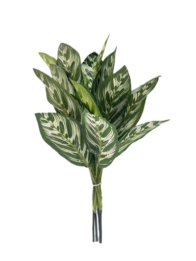 [JVE0061] Calathea Makoyana (green) 48 cm FR