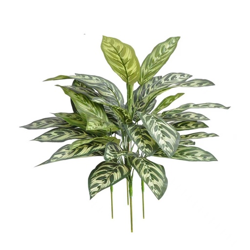 Calathea Makoyana (groen) 48 cm