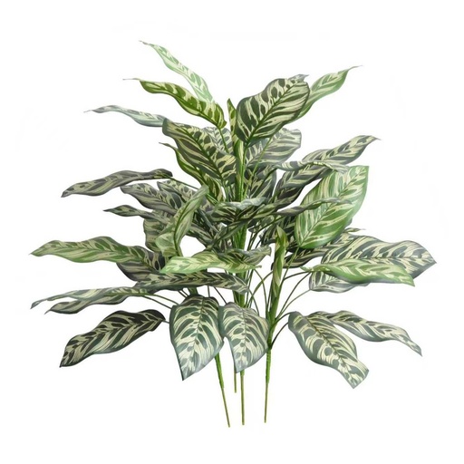 [JVE0062] Calathea Makoyana XL (green) 60 cm FR