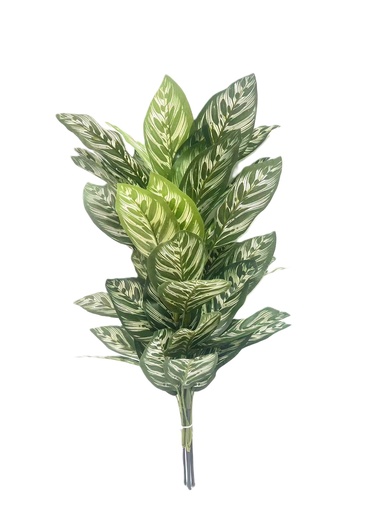 [JVE0062] Calathea Makoyana XL (green) 60 cm FR