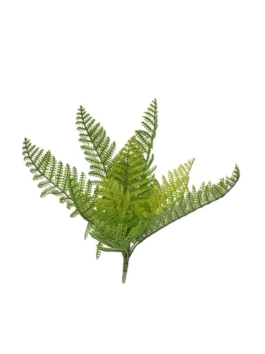 [JVE0080] Lady Fern 25 cm (klein)