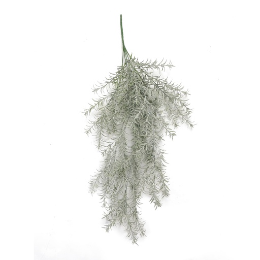 Asparagus grey-green trail 65 cm UV+IFR