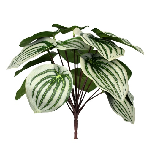 [JVE0094] Watermelon bush 25 cm FR