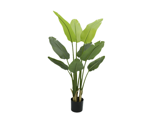 [JVE0130] Strelitzia Nicolai 120 cm (incl. pot) UV