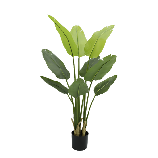 [JVE0130] Strelitzia Nicolai 120 cm (with pot) UV