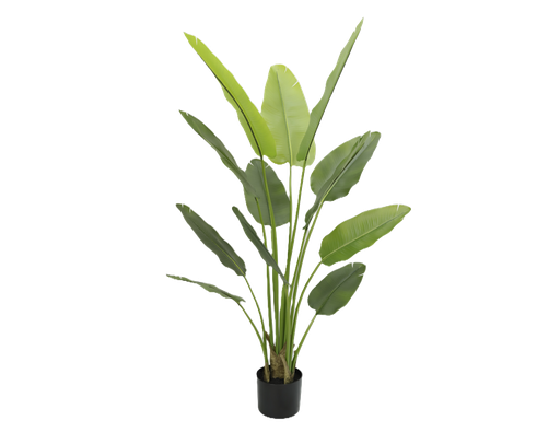 [JVE0131] Strelitzia Nicolai 180 cm (incl. pot)
