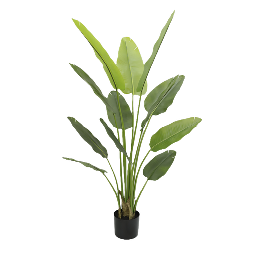 [JVE0131] Strelitzia Nicolai 180 cm (with pot) UV
