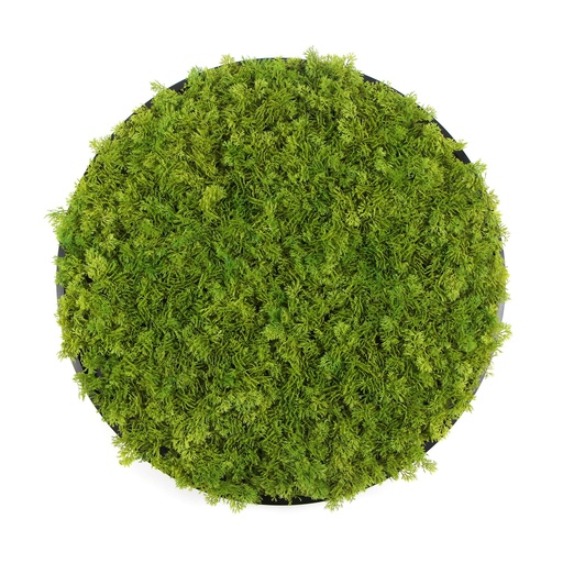 Cercle mousse | Moss