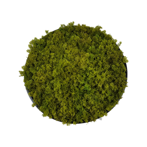 Cercle mousse | Moss