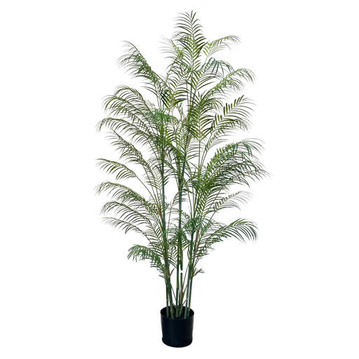 Areca Palm 180 cm (with pot)