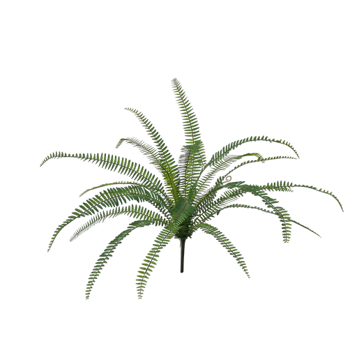 [JVE0115] Sword Fern 70 cm FR
