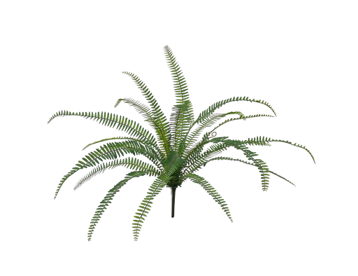 [JVE0115] Sword Fern 70 cm