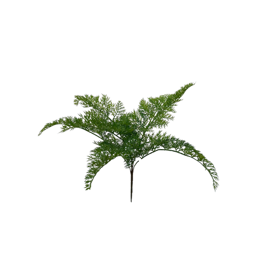 [JVE0117] Carrot fern 50 cm FR
