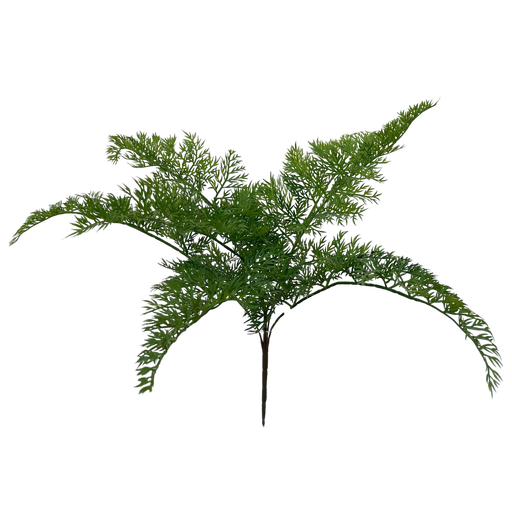 [JVE0117] Carrot fern 50 cm