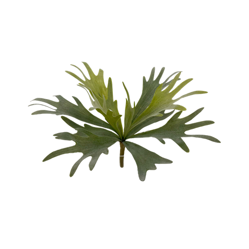 [JVE0120] Staghorn fern (small) 36 cm FR