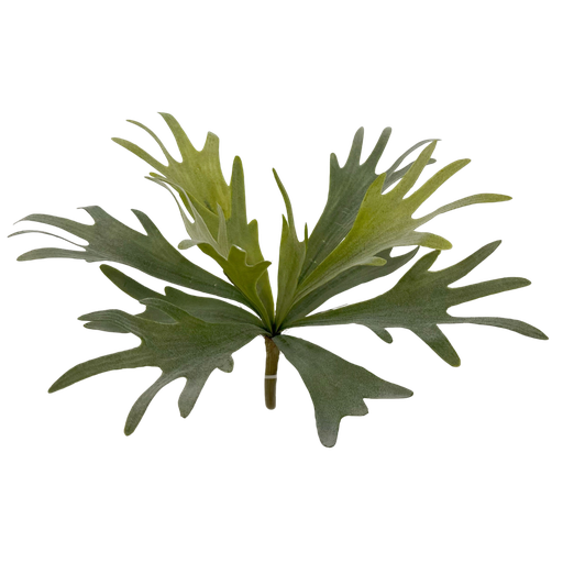 [JVE0120] Staghorn fern (small) 36 cm