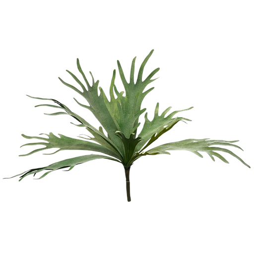[JVE0121] Platycerium 50 cm