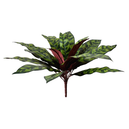 [JVE0150] Calathea Insignis XL 44 cm UV+FR