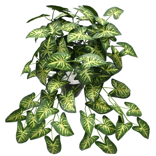 [JVE0151] Syngonium bush 40 cm UV+FR
