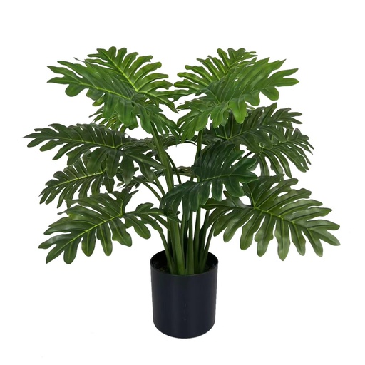 [JVE0154] Philodendron Selloum XL 80 cm (incl. pot) UV