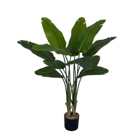 [JVE0158] Strelitzia Nicolai XL 120 cm (incl. pot) UV