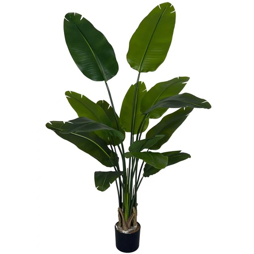 [JVE0159] Strelitzia Nicolai XL 160 cm (incl. pot) UV