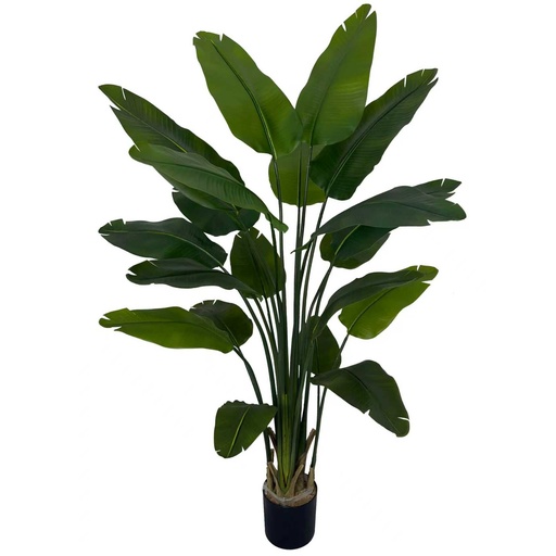 [JVE0160] Strelitzia Nicolai XL 180 cm (incl. pot) UV