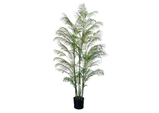 [JVE0111] Areca Palm 180 cm (pot inclus)