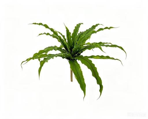 [JVE0173] Asplenium Crispy Wave 35 cm