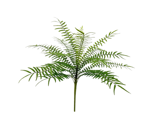 [JVE0174] Cordifolia Fern 35 cm FR