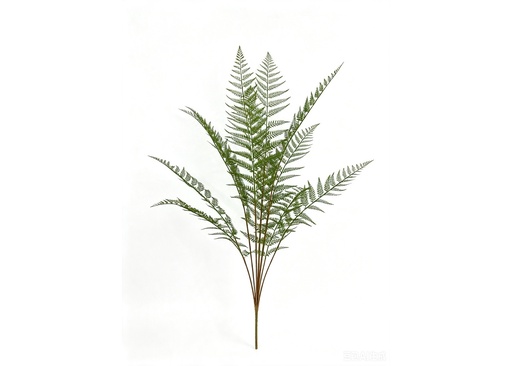 [JVE0177] Large Tasselfern plant 130 cm FR