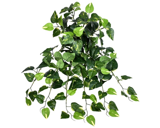 [JVE0184] Golden Pothos 65 cm UV+FR