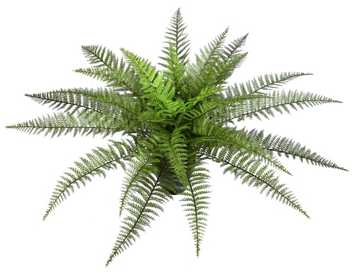 [JVE0182] Boston Fern XL 60 cm UV+FR