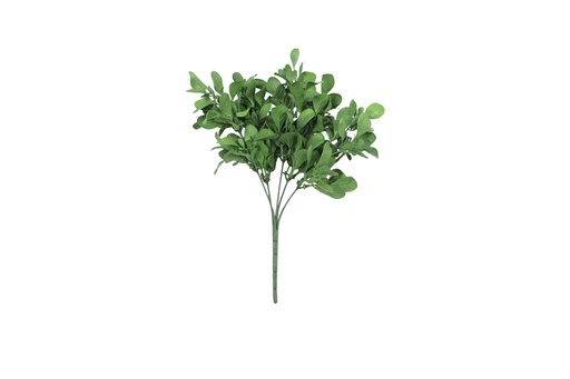 [JVE0203] Peperomia Jade 30 cm UV+FR