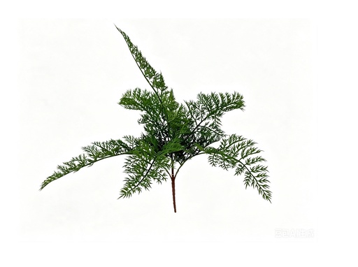 [JVE0211] Carrot fern 50 cm FR