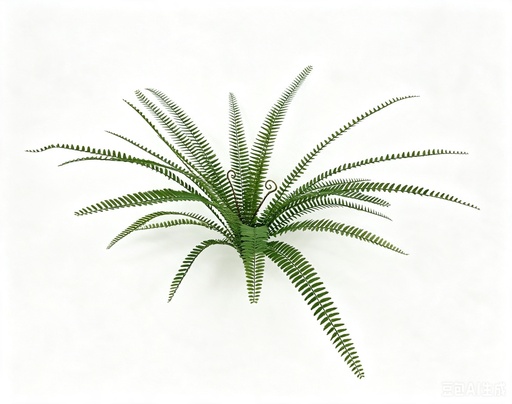 [JVE0210] Sword Fern 70 cm FR